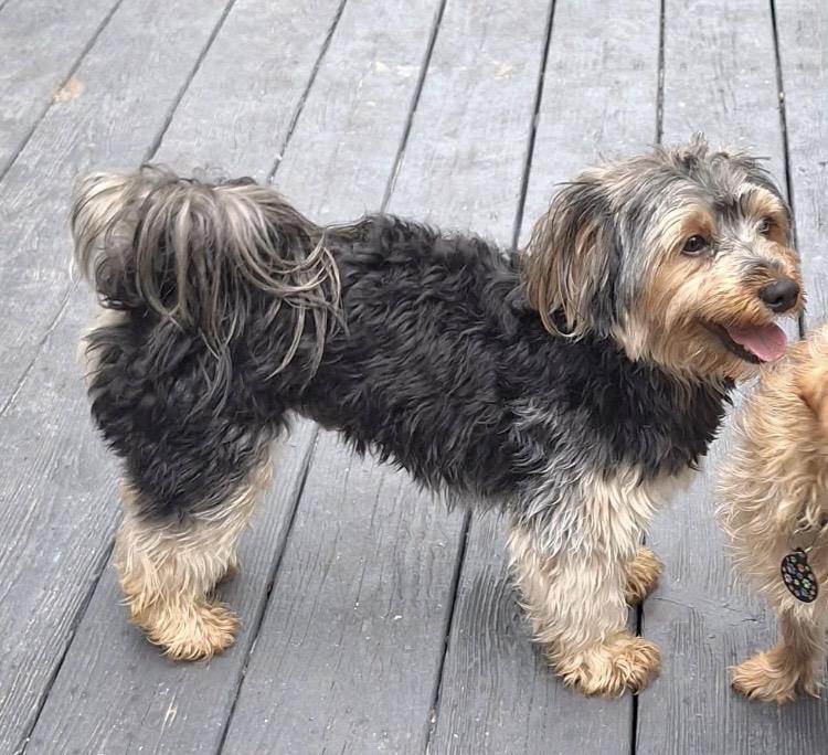 Enlarge Maui, an adopted Yorkshire Terrier in Englewood, OH image 2/4