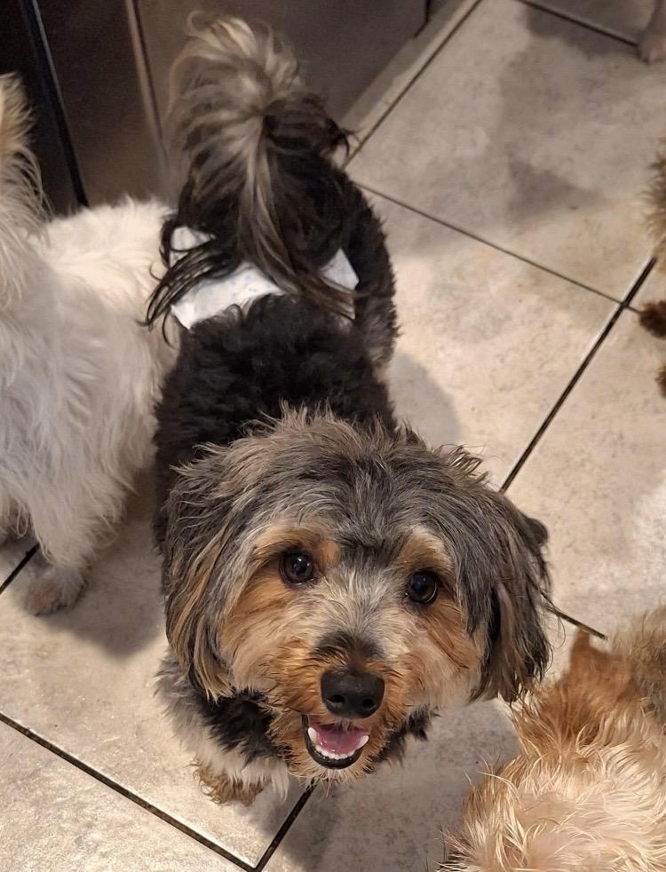 Enlarge Maui, an adopted Yorkshire Terrier in Englewood, OH image 3/4