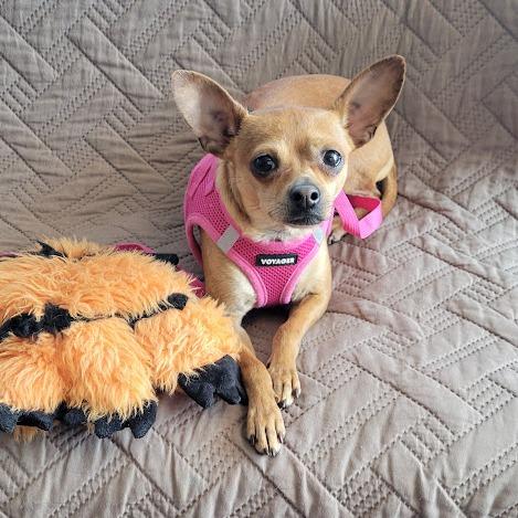 Hadley, Adoptable, Young Male Chihuahua.