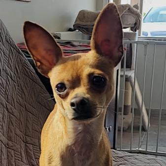 Hadley, a Adoptable Chihuahua in Grand Island, NE image 2/2