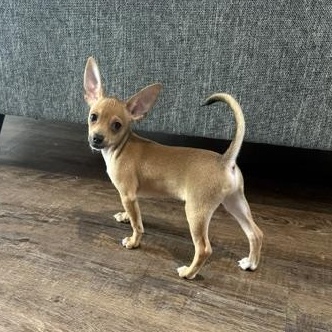 Pepper Jack, a Adoptable mixed breed in Denver, CO image 5/6