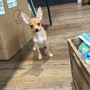 Pepper Jack, a Adoptable mixed breed in Denver, CO image 2/6