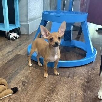 Pepper Jack, a Adoptable mixed breed in Denver, CO image 4/6