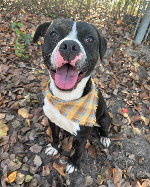JOLLY, Adoptable, Young Male Mixed Breed.