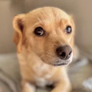 Enlarge Sandy, a Adoptable mixed breed in Sherman Oaks, CA image 2/6