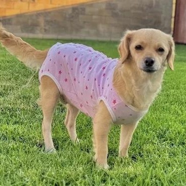 Enlarge Sandy, a Adoptable mixed breed in Sherman Oaks, CA image 6/6