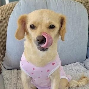 Enlarge Sandy, a Adoptable mixed breed in Sherman Oaks, CA image 3/6