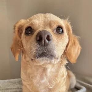 Enlarge Sandy, a Adoptable mixed breed in Sherman Oaks, CA image 4/6