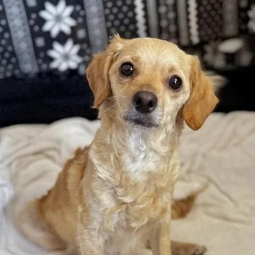 Enlarge Sandy, a Adoptable mixed breed in Sherman Oaks, CA image 1/6