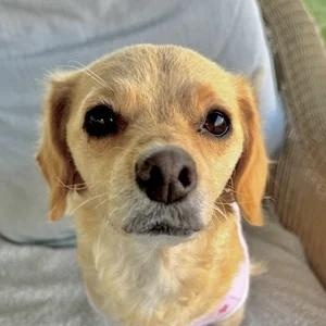 Enlarge Sandy, a Adoptable mixed breed in Sherman Oaks, CA image 5/6