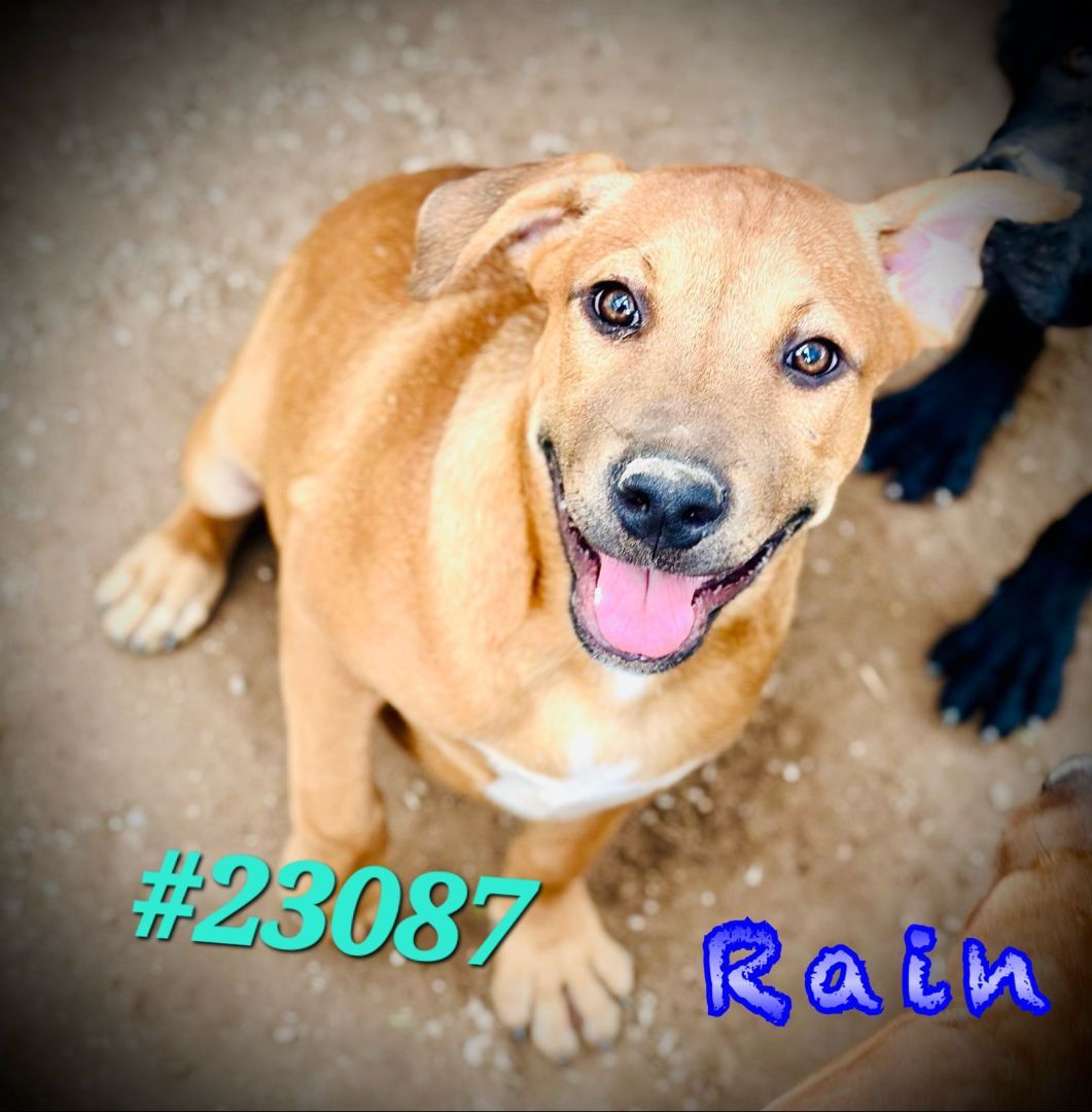Enlarge Rain, a Adoptable mixed breed in Mexia, TX image 1/1