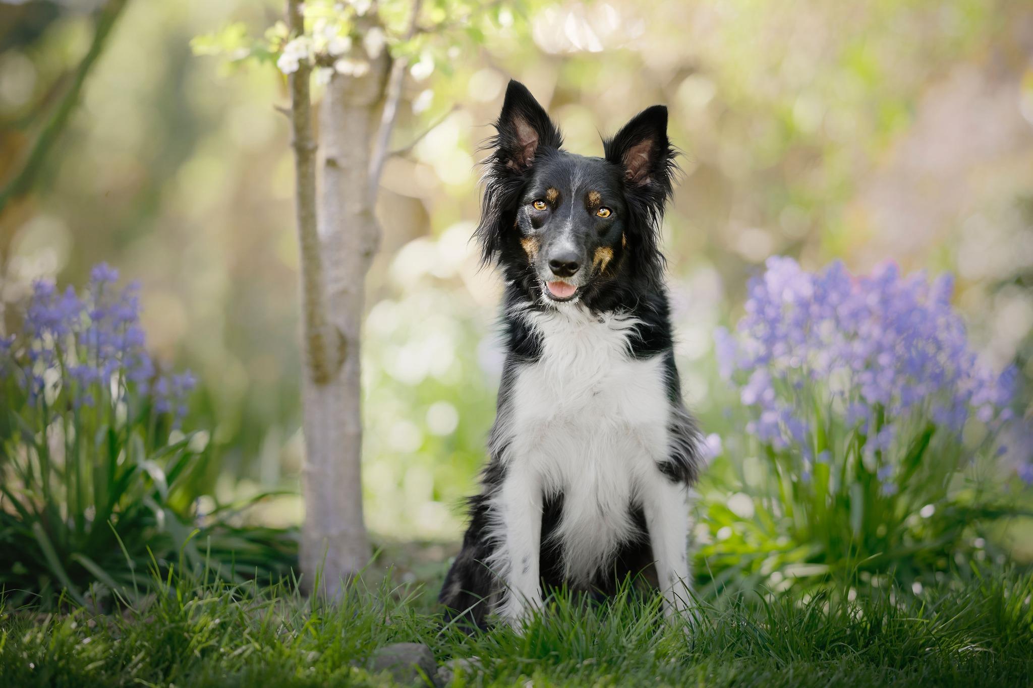 Enlarge Sobek, a ADOPTABLE mixed breed in Portland, OR image 3/5