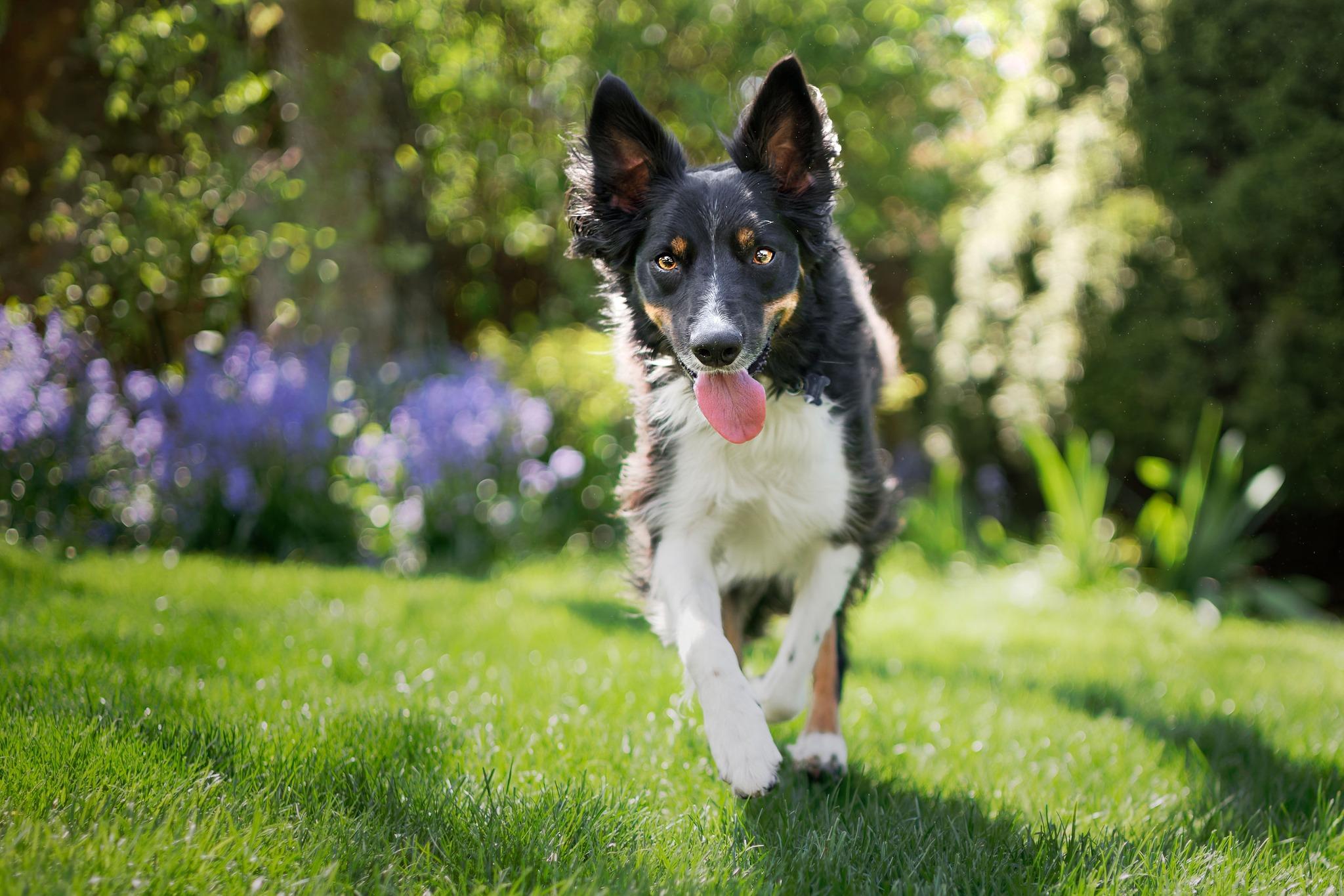 Enlarge Sobek, a ADOPTABLE mixed breed in Portland, OR image 2/5