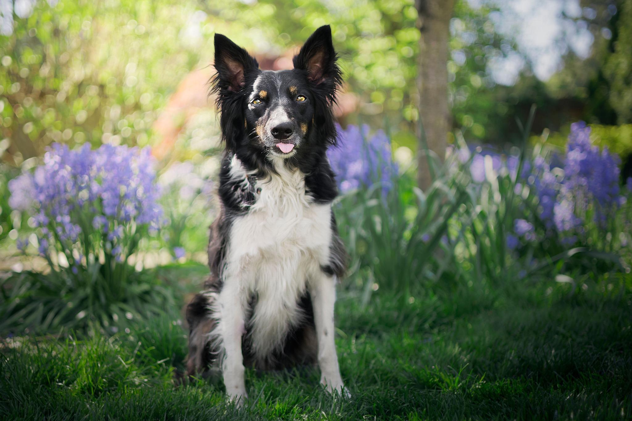 Enlarge Sobek, a ADOPTABLE mixed breed in Portland, OR image 5/5