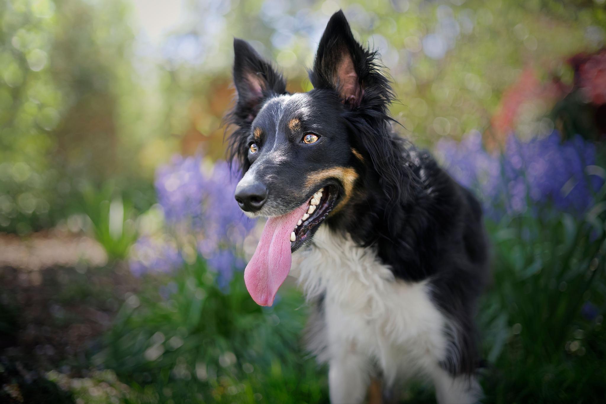 Enlarge Sobek, a ADOPTABLE mixed breed in Portland, OR image 4/5
