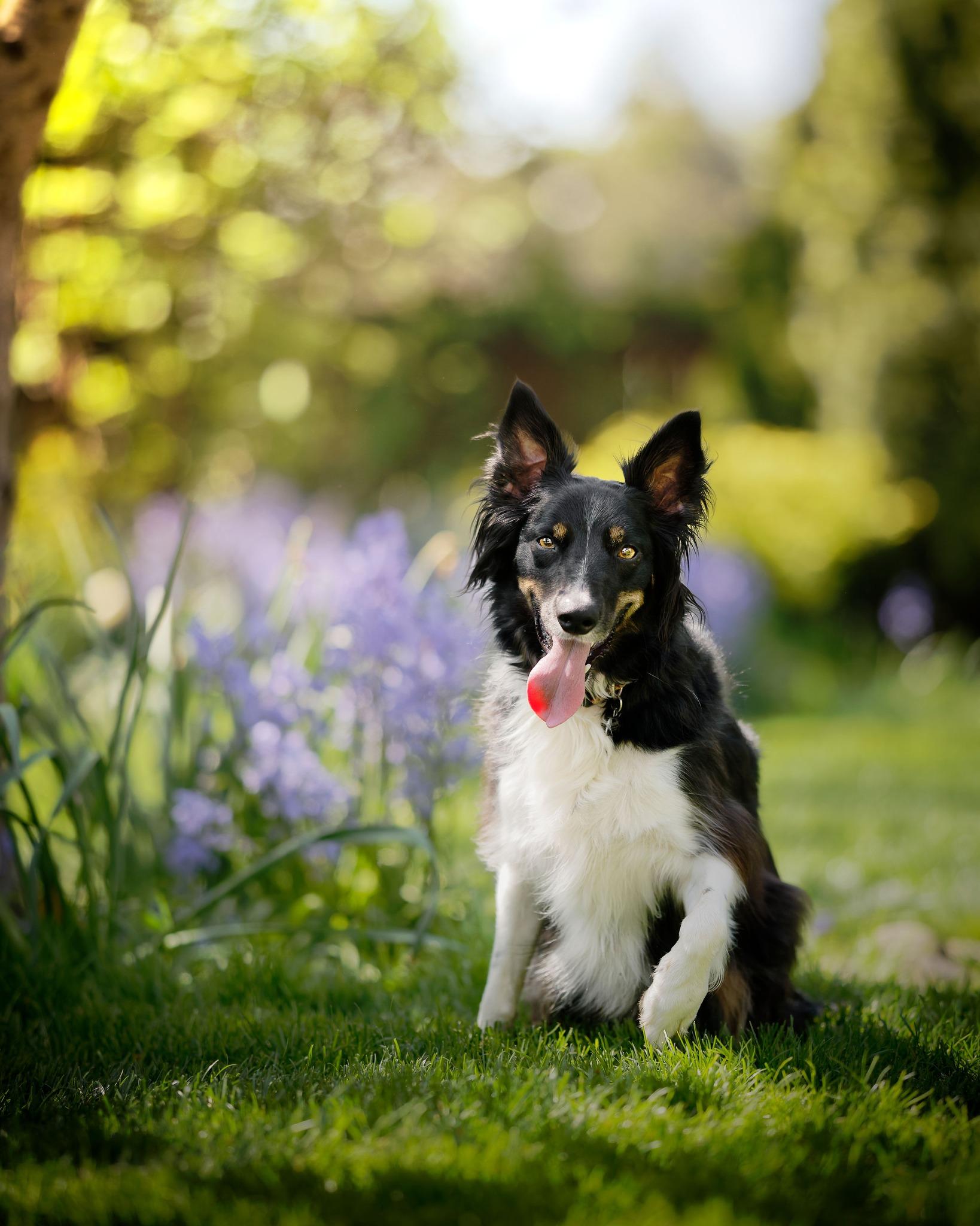Sobek, ADOPTABLE, Young Female Border Collie & Australian Shepherd.