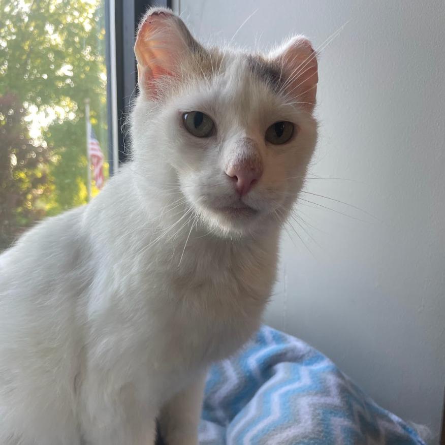 Boo, Adoptable, Adult Female Domestic Short Hair.