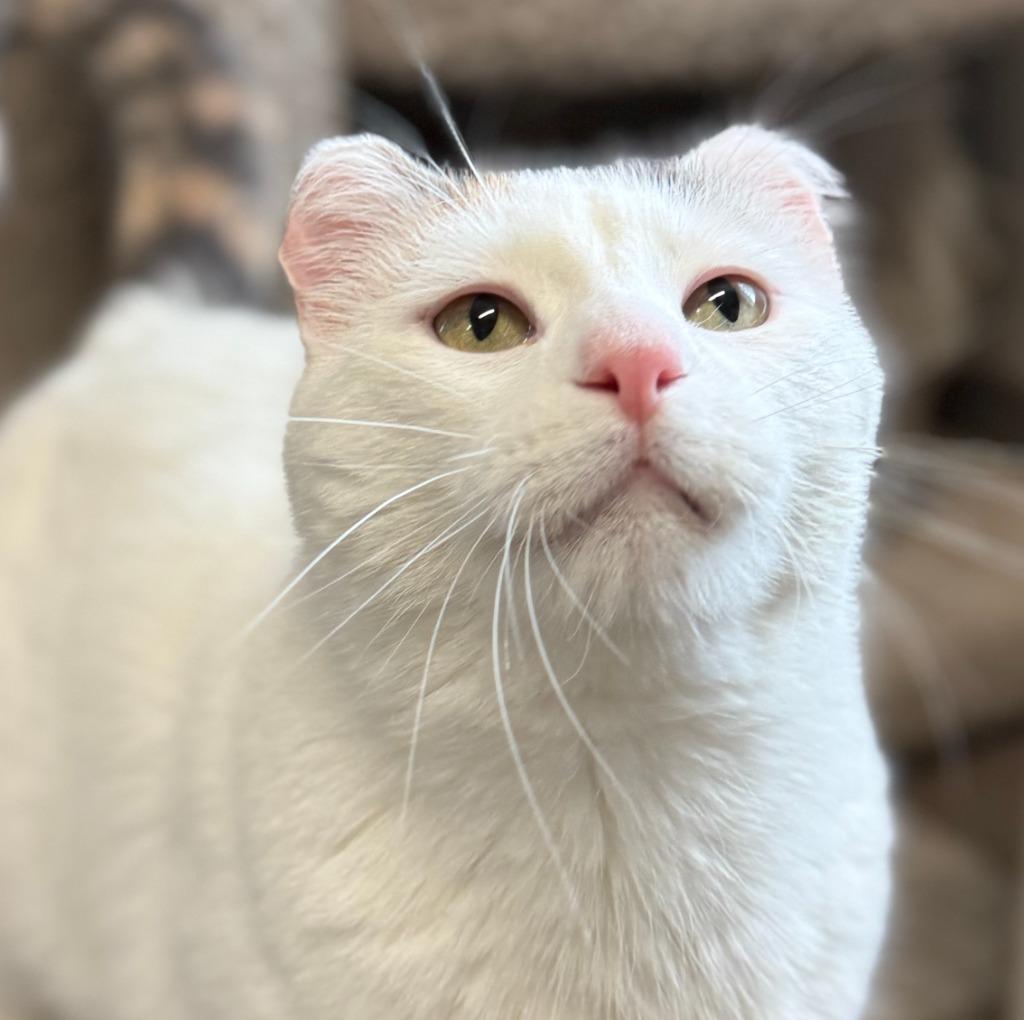 Enlarge Boo, a Adoptable mixed breed in South Bend, IN image 1/6