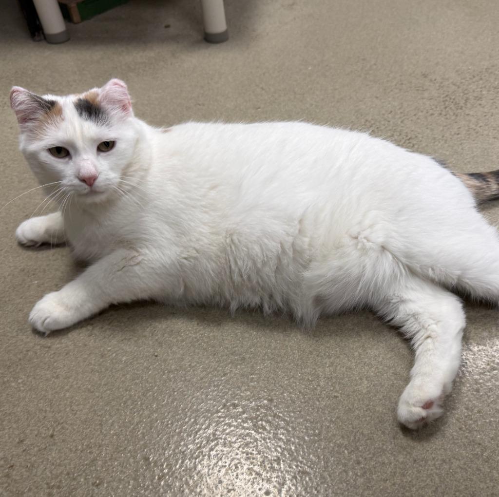 Boo, a Adoptable mixed breed in South Bend, IN image 4/6