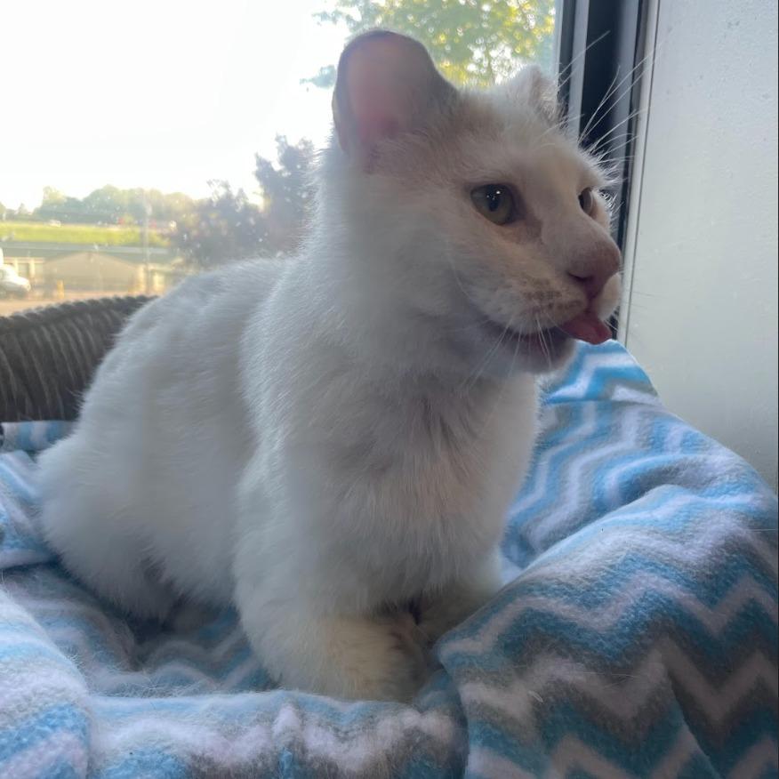Boo, a Adoptable mixed breed in South Bend, IN image 5/6