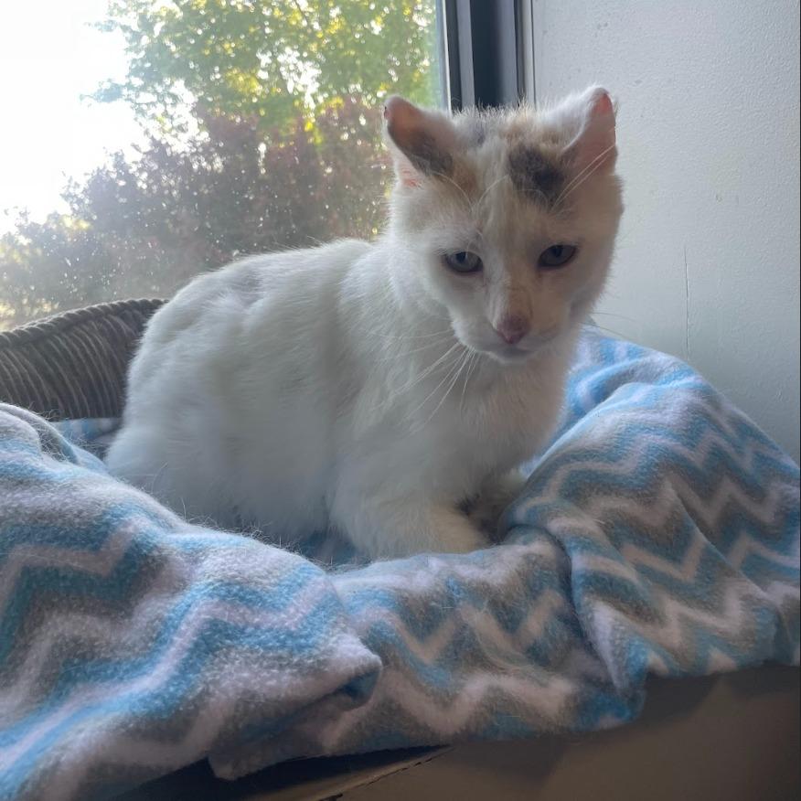 Boo, a Adoptable mixed breed in South Bend, IN image 6/6