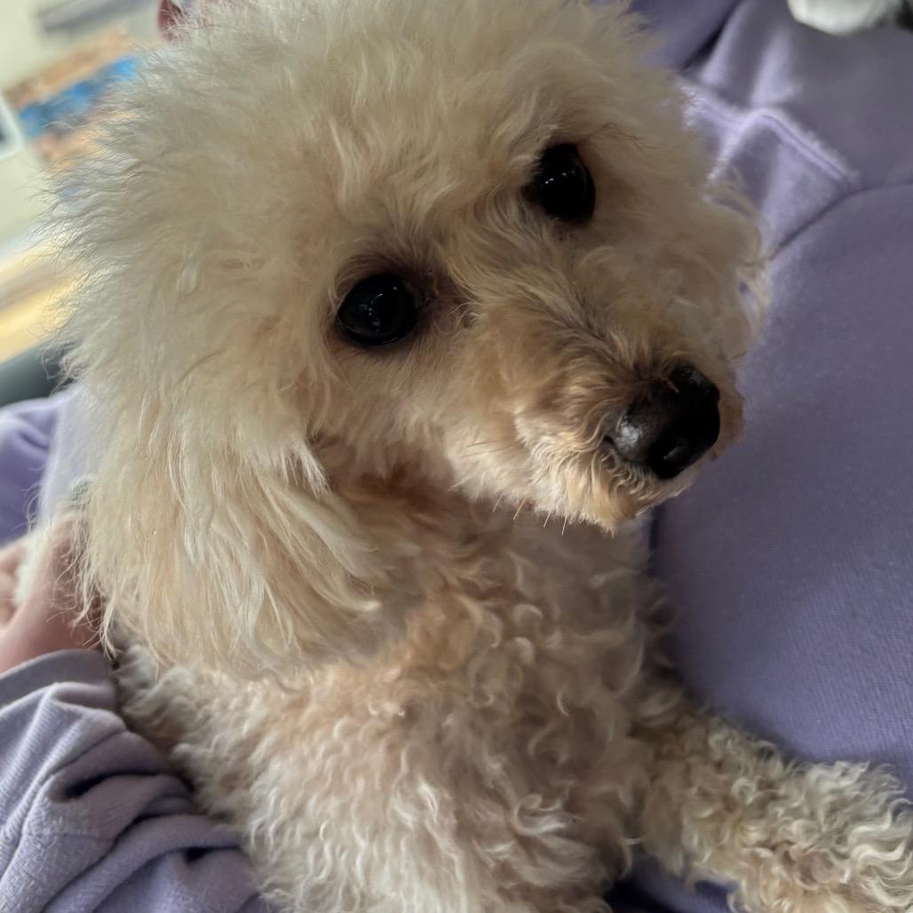 Enlarge Bubbles, an adopted Shih poo in Homewood, IL image 1/1