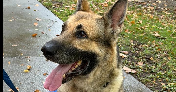 Rambo (Courtesy Post), a Adoptable German Shepherd Dog in Fulton, CA image 1/6