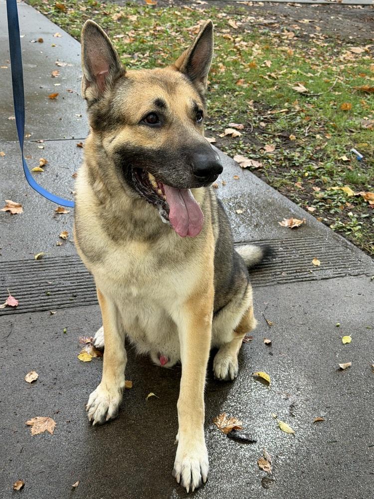 Rambo (Courtesy Post), a Adoptable German Shepherd Dog in Fulton, CA image 2/6