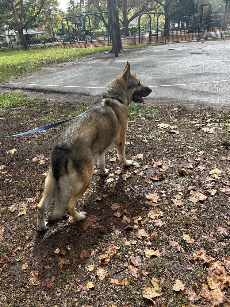 Rambo (Courtesy Post), a Adoptable German Shepherd Dog in Fulton, CA image 3/6