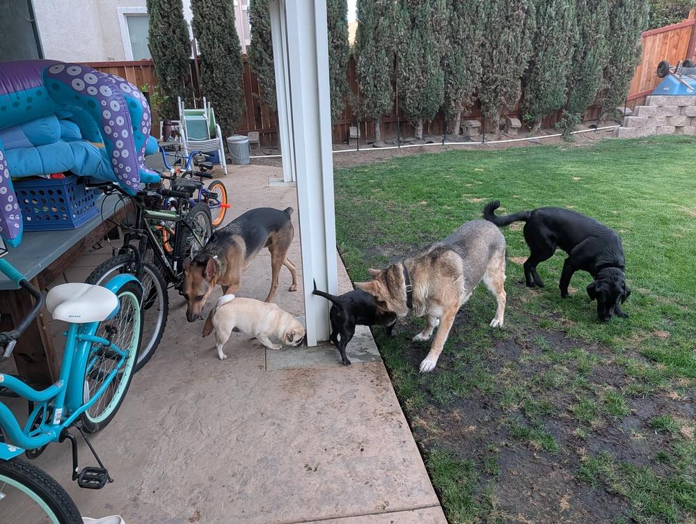 Rambo (Courtesy Post), a Adoptable German Shepherd Dog in Fulton, CA image 4/6