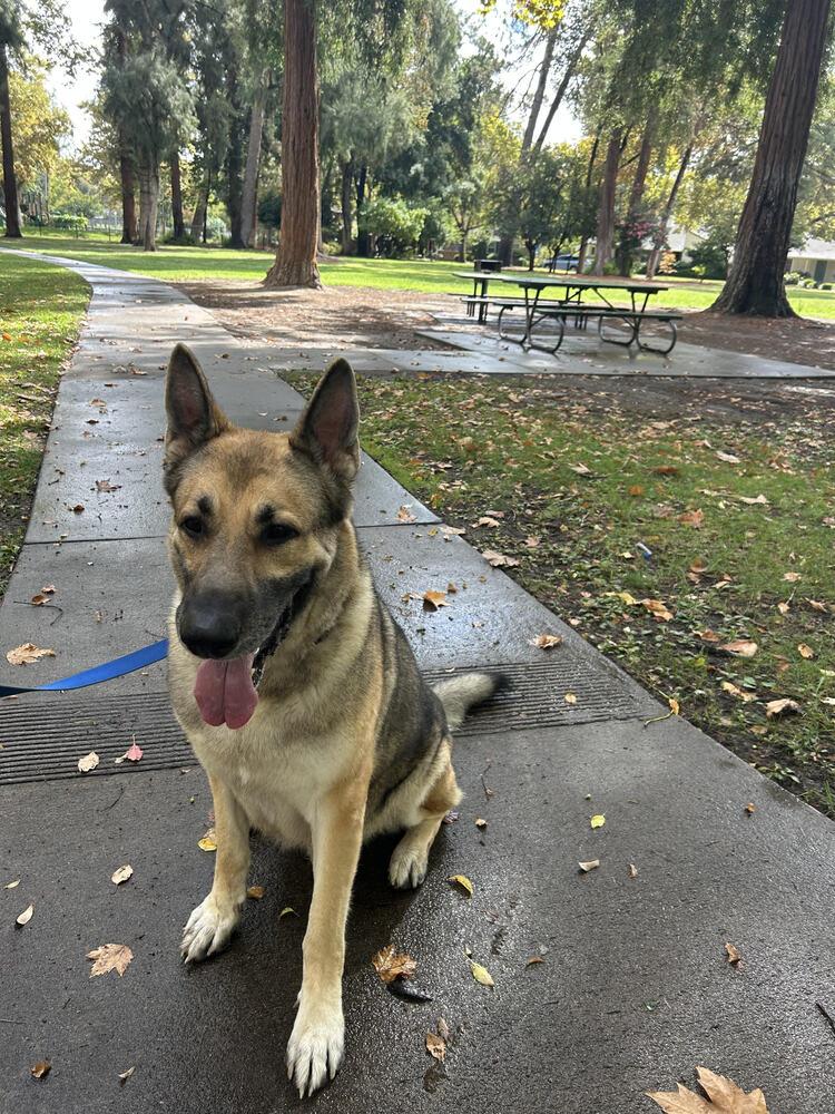 Rambo (Courtesy Post), a Adoptable German Shepherd Dog in Fulton, CA image 5/6