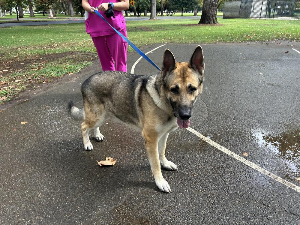 Rambo (Courtesy Post), a Adoptable German Shepherd Dog in Fulton, CA image 6/6
