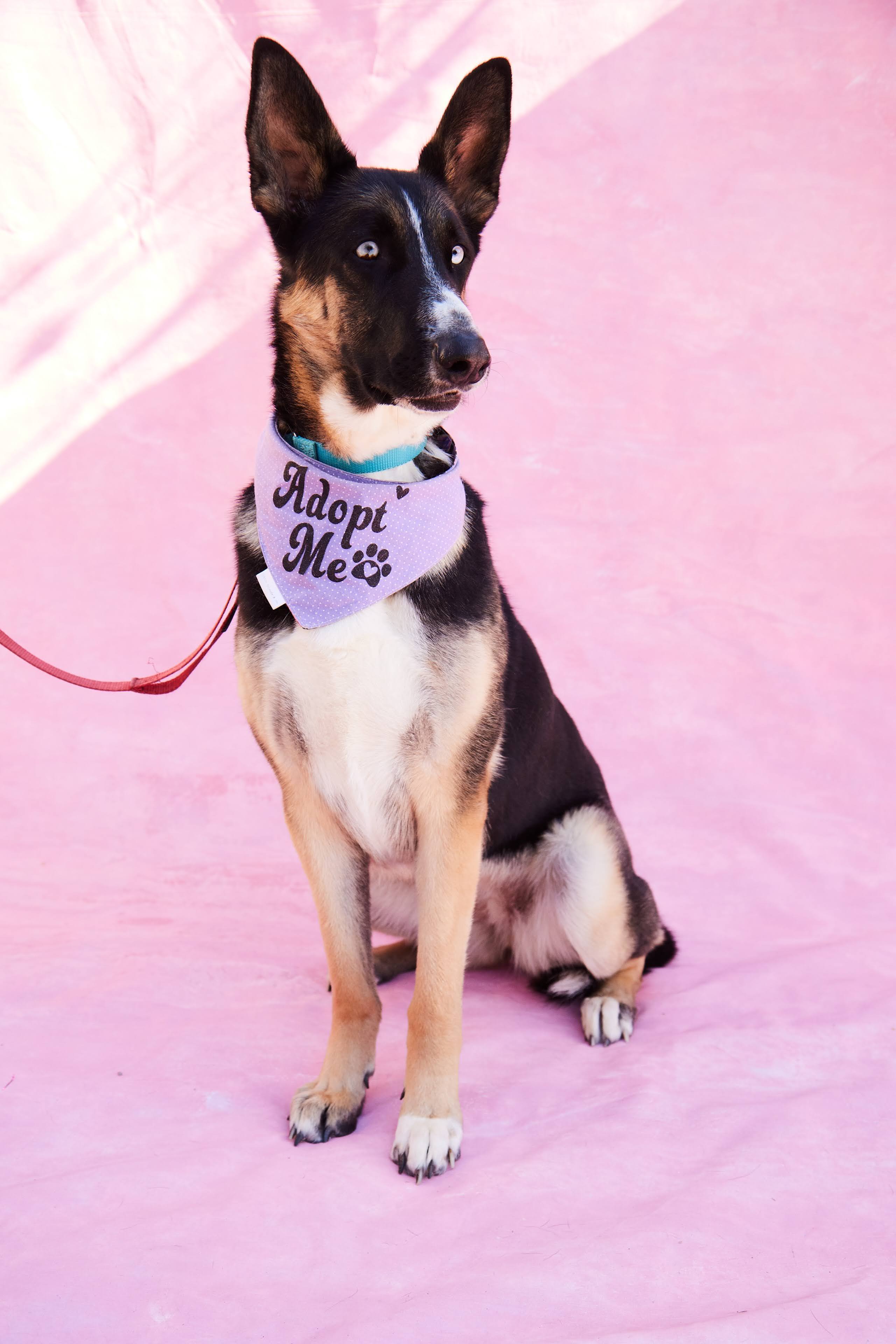 Loki, Adopted, Young Female German Shepherd Dog & Siberian Husky.