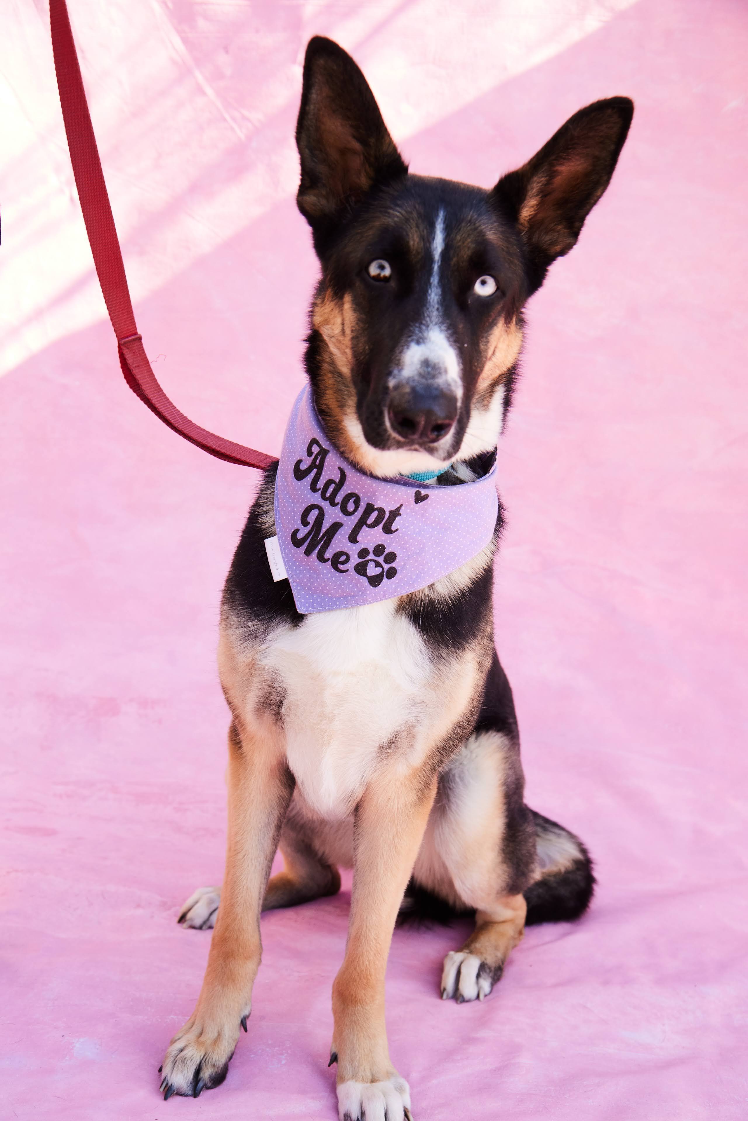 Enlarge Loki, a Adopted mixed breed in Los Angeles, CA image 2/6