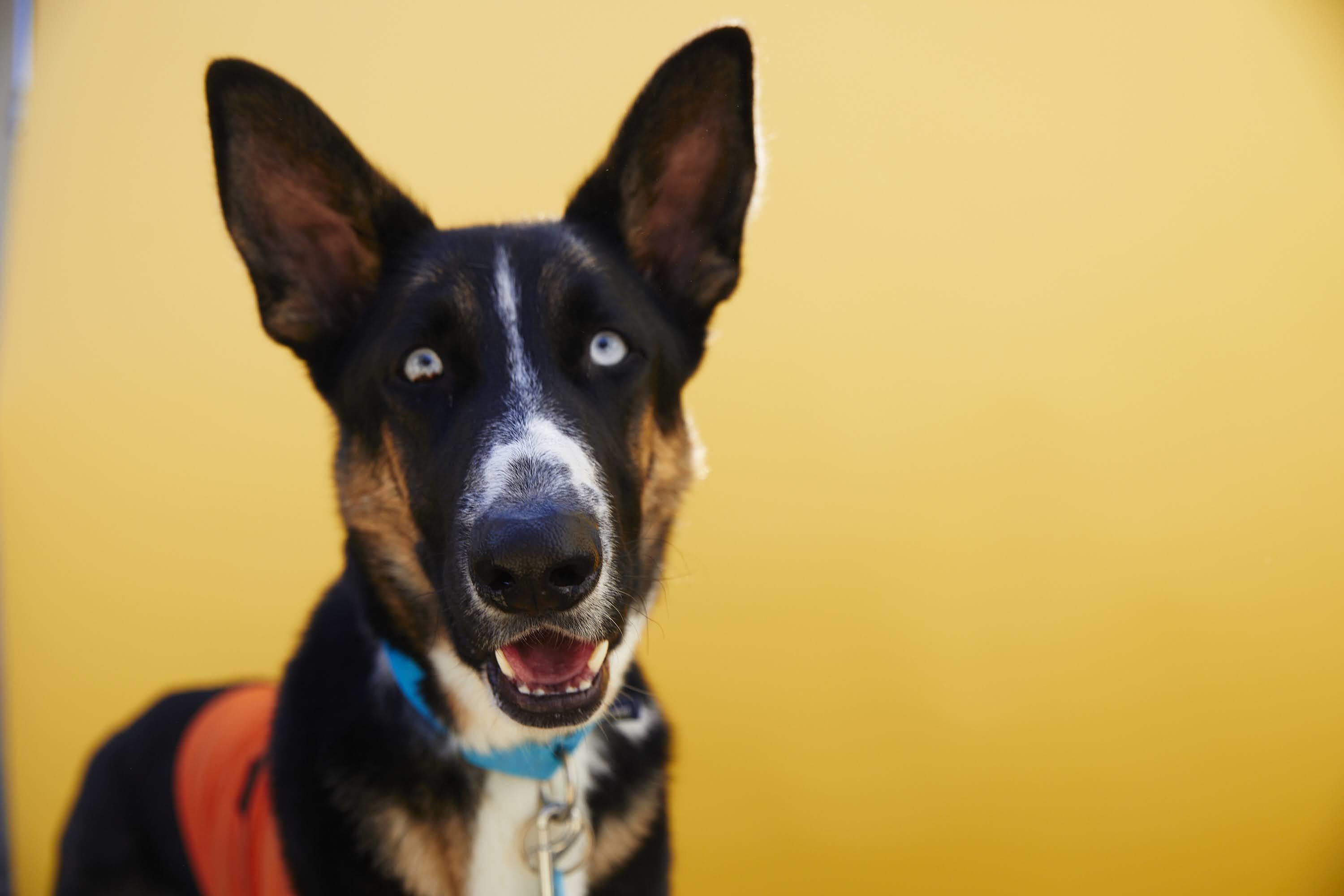 Enlarge Loki, a Adopted mixed breed in Los Angeles, CA image 3/6