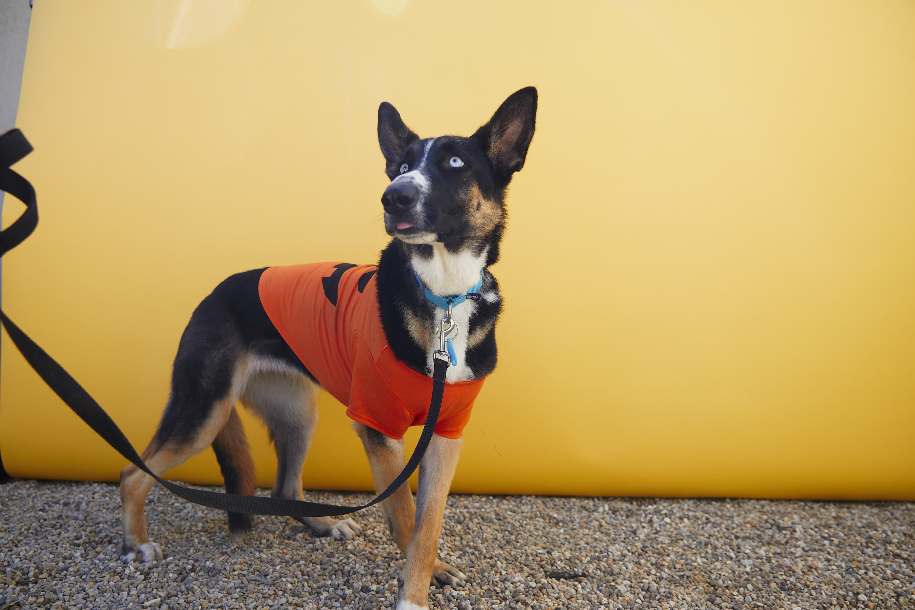 Enlarge Loki, a Adopted mixed breed in Los Angeles, CA image 5/6