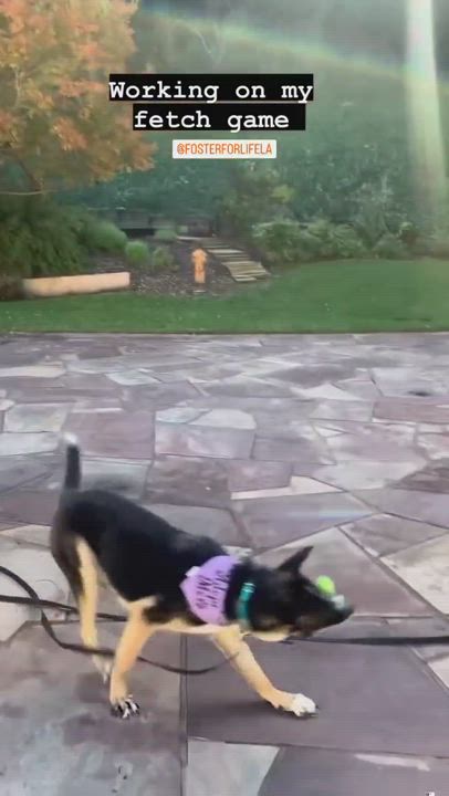 Enlarge Loki, a Adopted mixed breed in Los Angeles, CA video 6/6