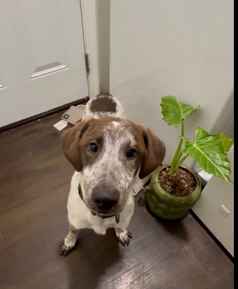 Enlarge Jalen, a Adopted Hound in Glenmoore, PA image 1/3