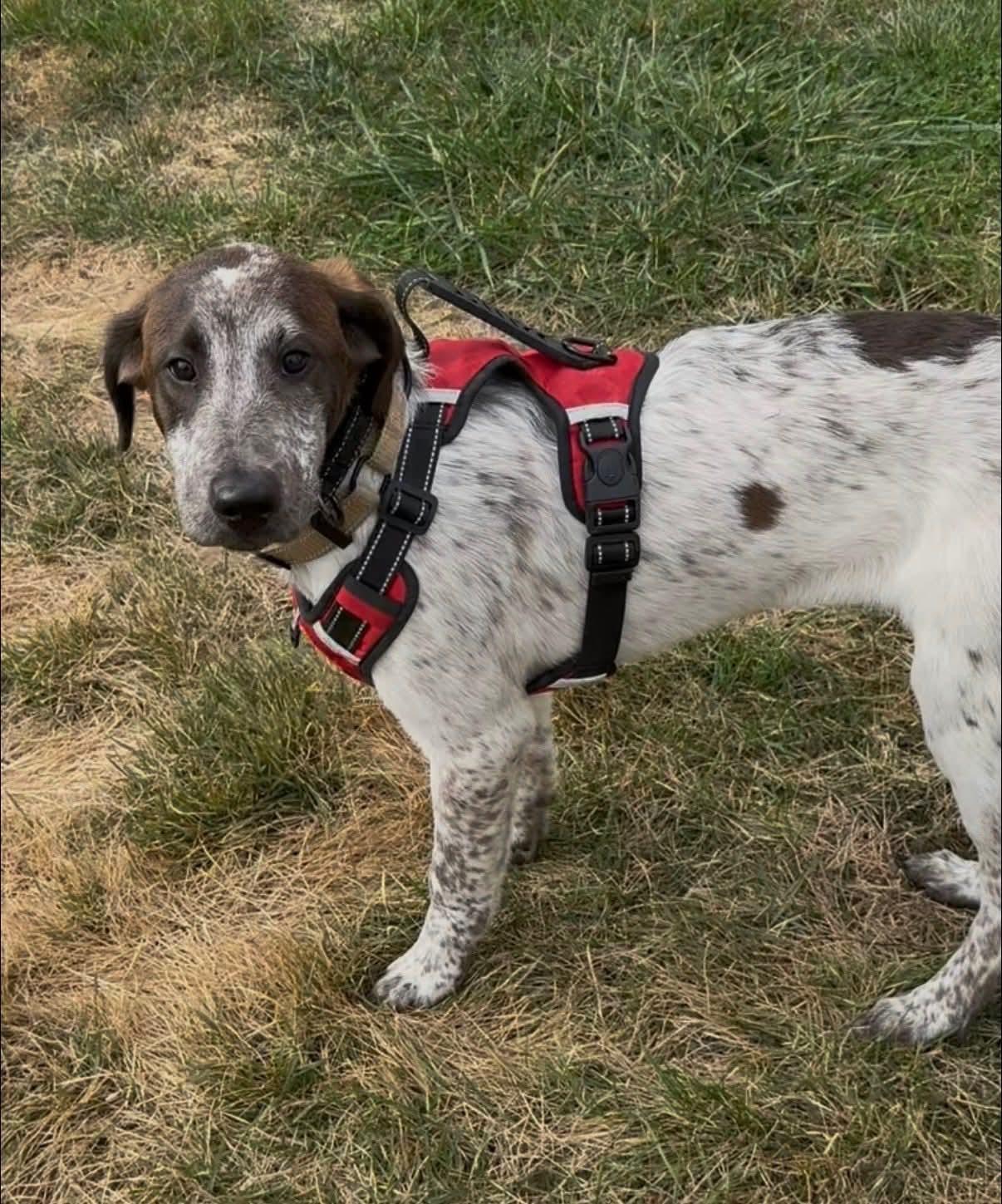 Enlarge Jalen, a Adopted Hound in Glenmoore, PA image 2/3