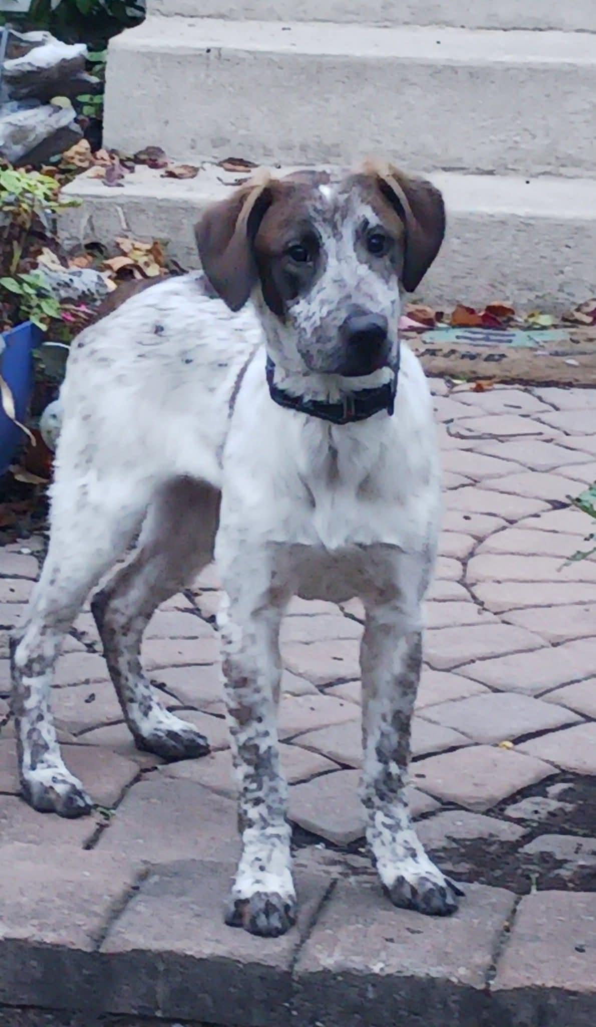 Enlarge Jalen, a Adopted Hound in Glenmoore, PA image 3/3