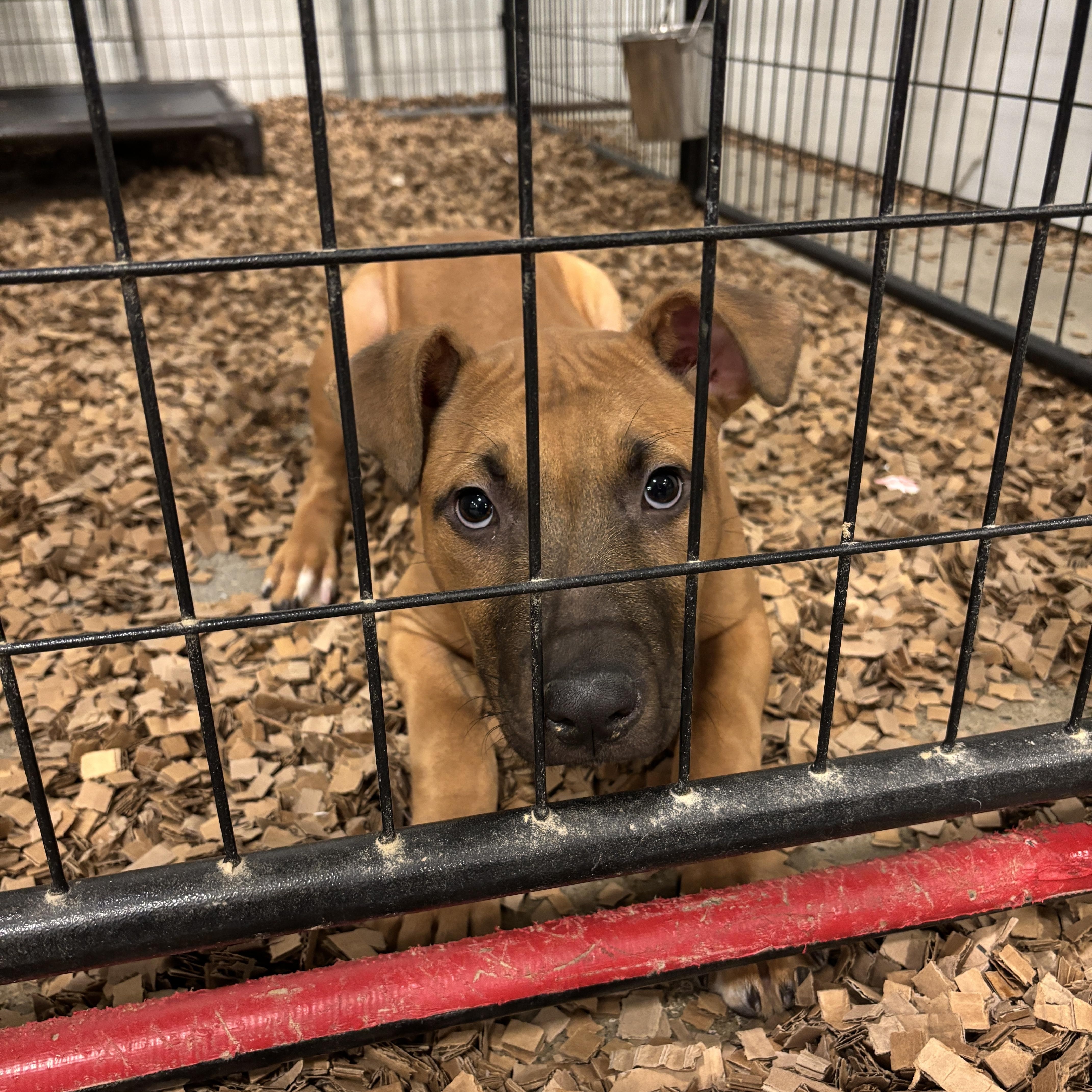 Skibidee, Baby Male Pit Bull Terrier