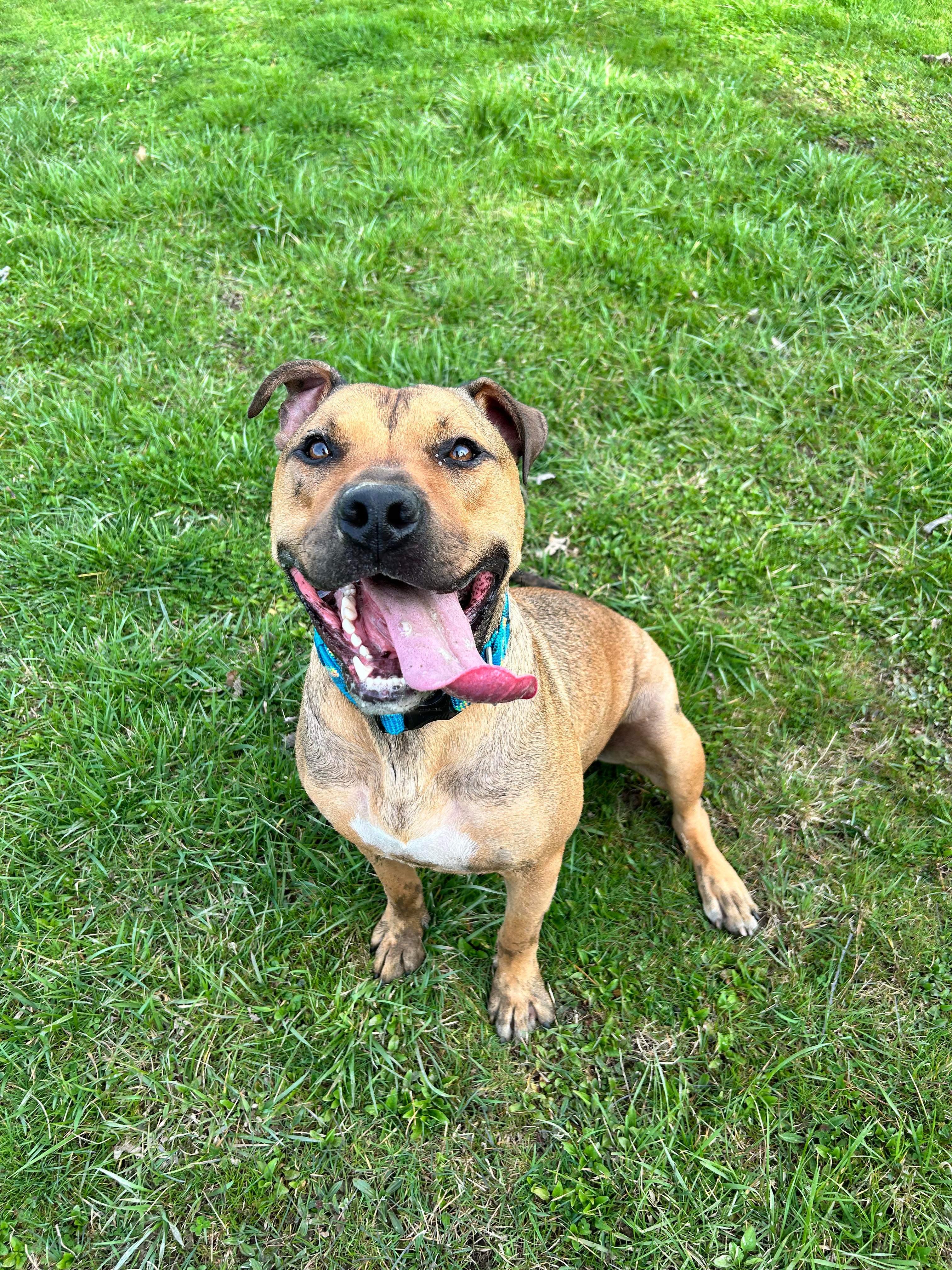 Enlarge Moose, a ADOPTABLE mixed breed in Brunswick, OH image 3/6