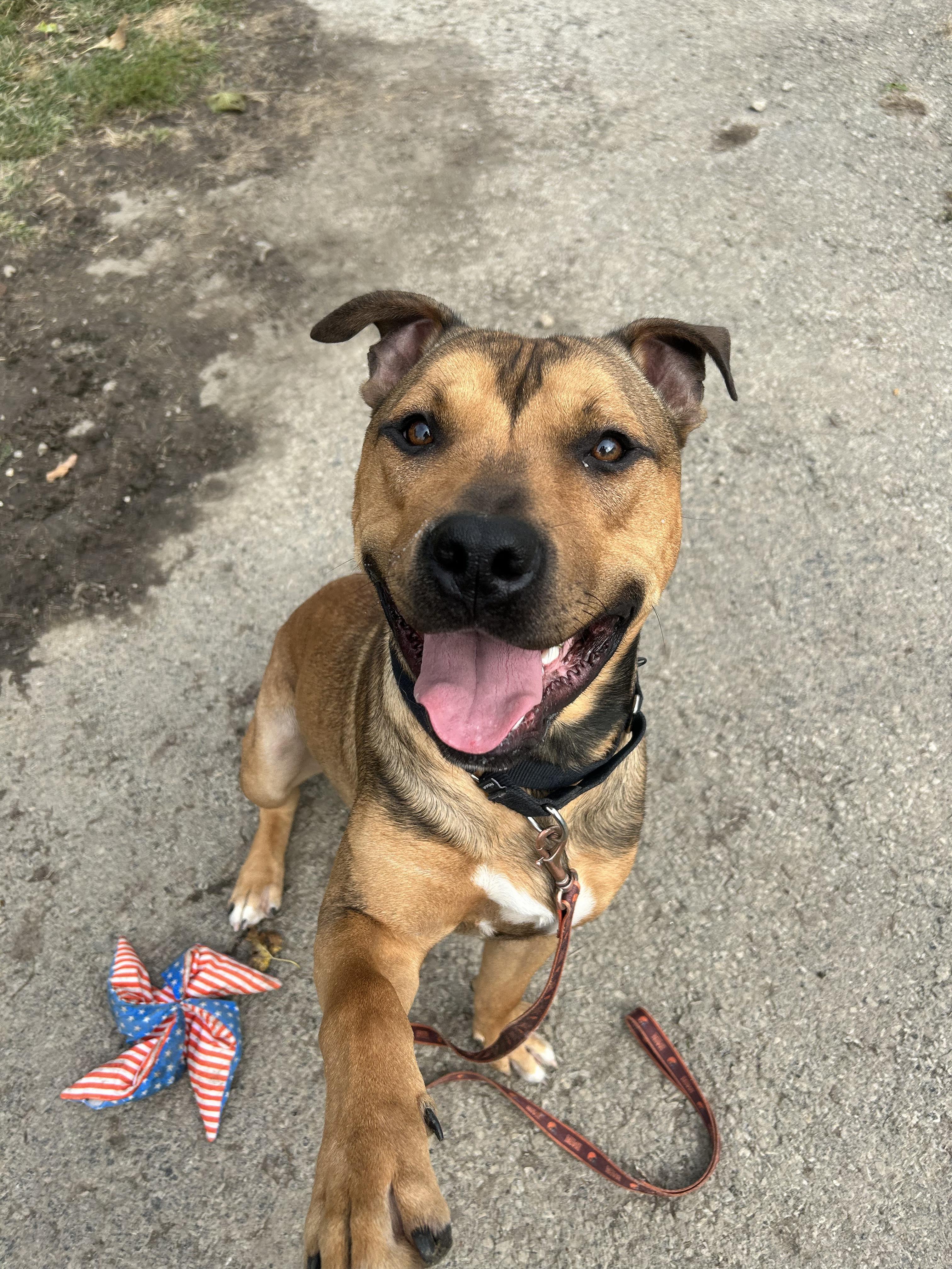 Moose, ADOPTABLE, Adult Male Mastiff.