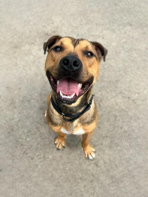 Enlarge Moose, a ADOPTABLE mixed breed in Brunswick, OH image 2/6