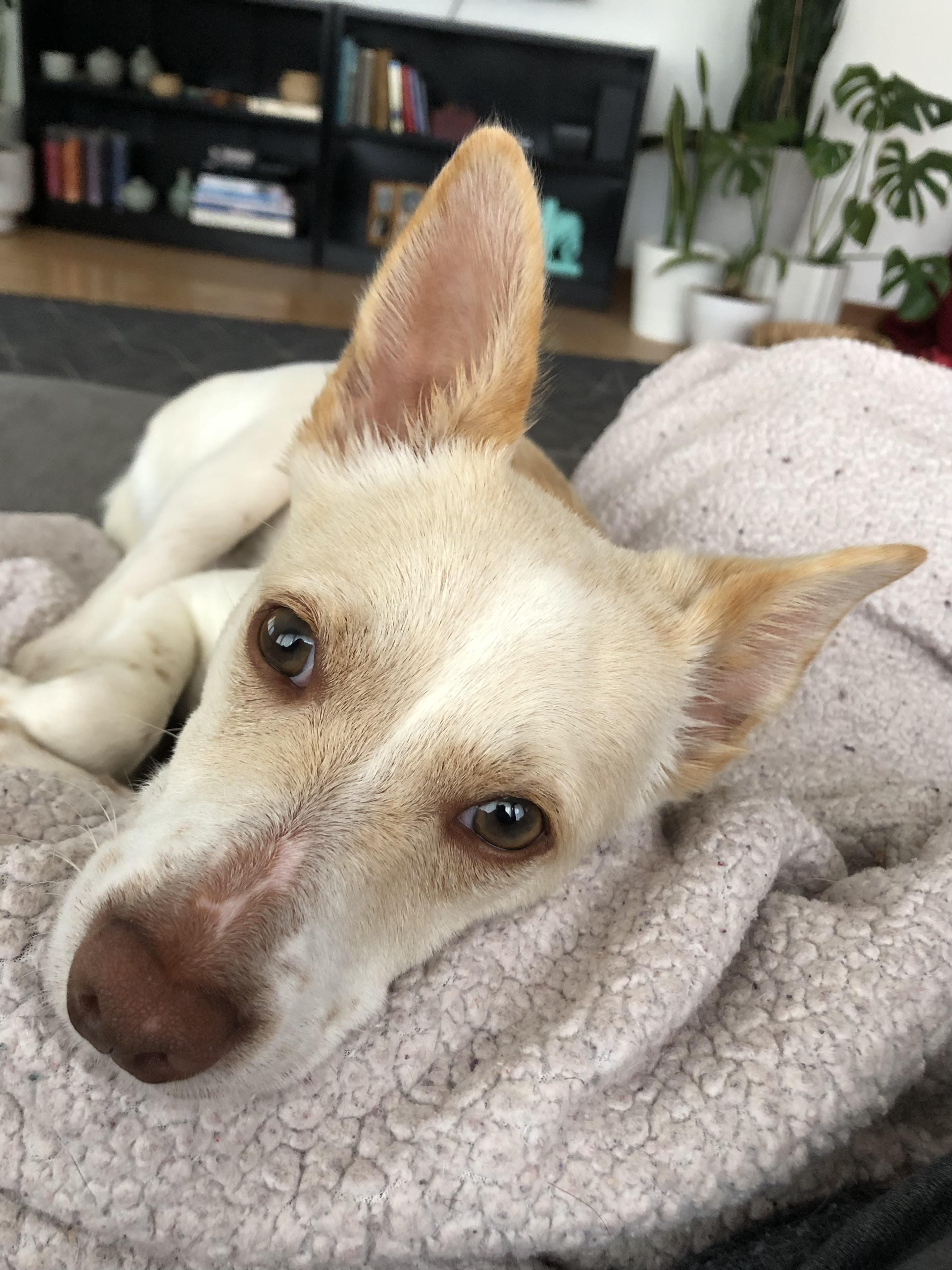 Tippie, Adopted, Young Female Chihuahua.