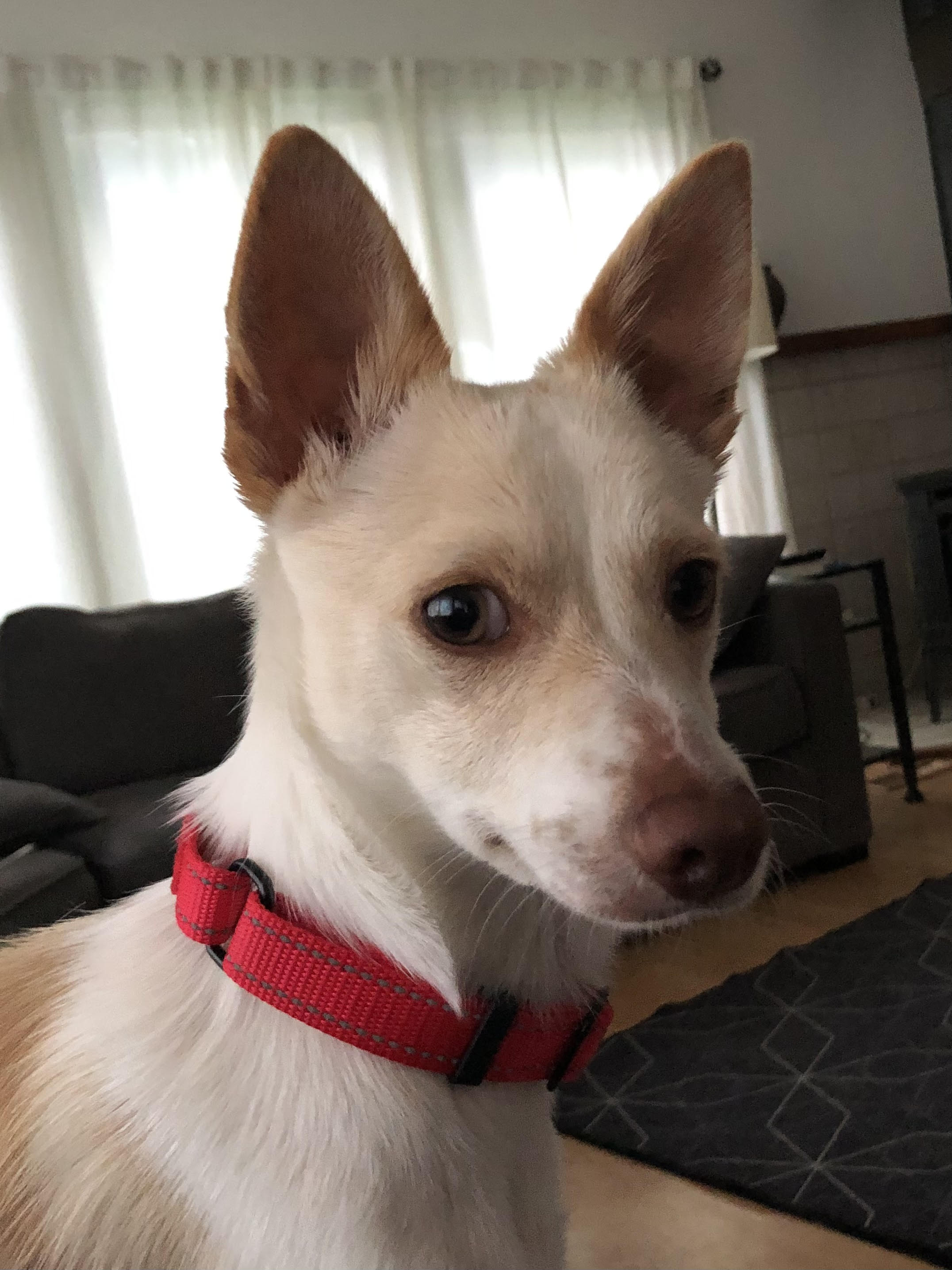 Tippie, a Adopted Chihuahua in Bellingham, WA image 3/5