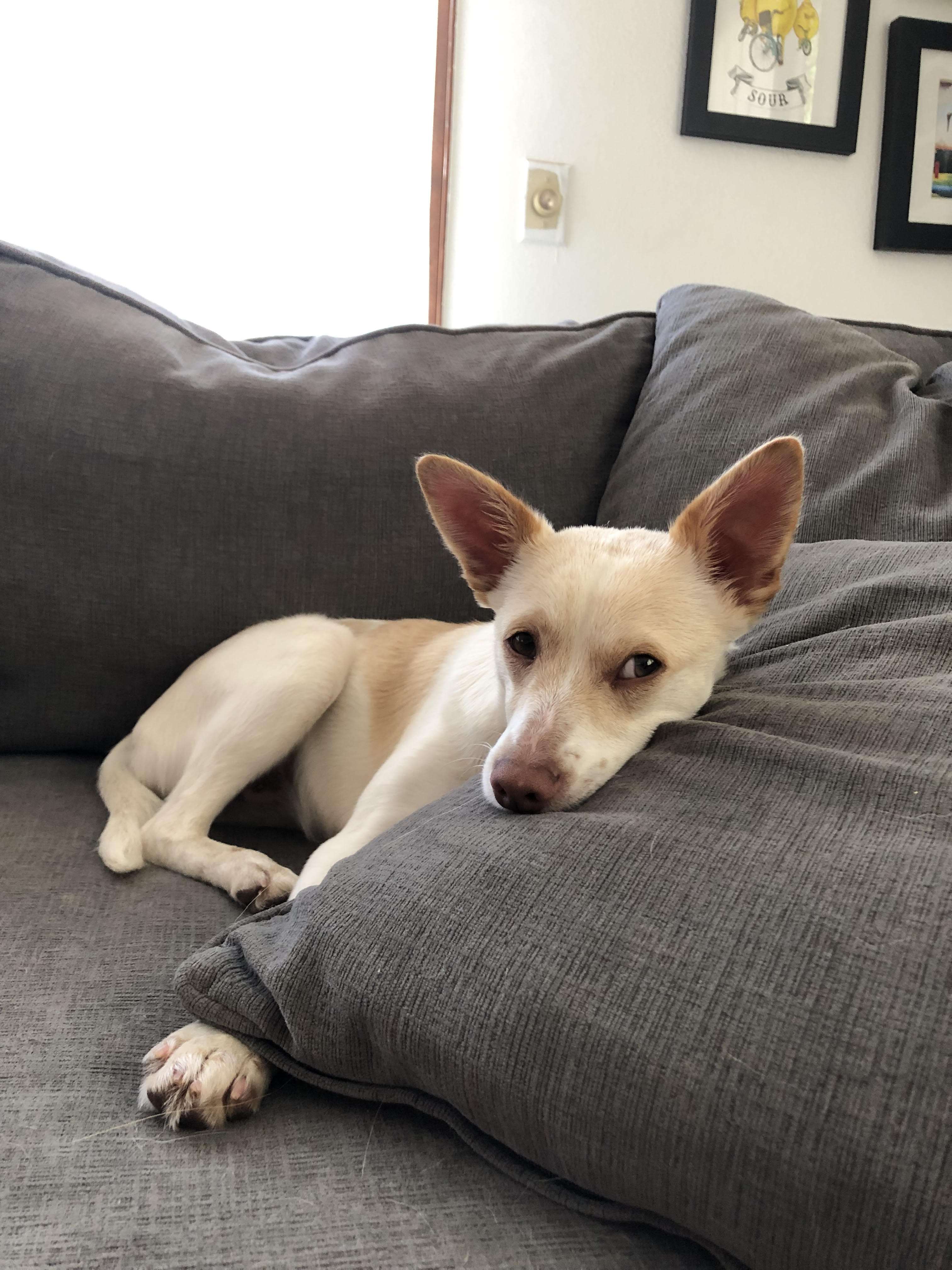 Tippie, a Adopted Chihuahua in Bellingham, WA image 2/5