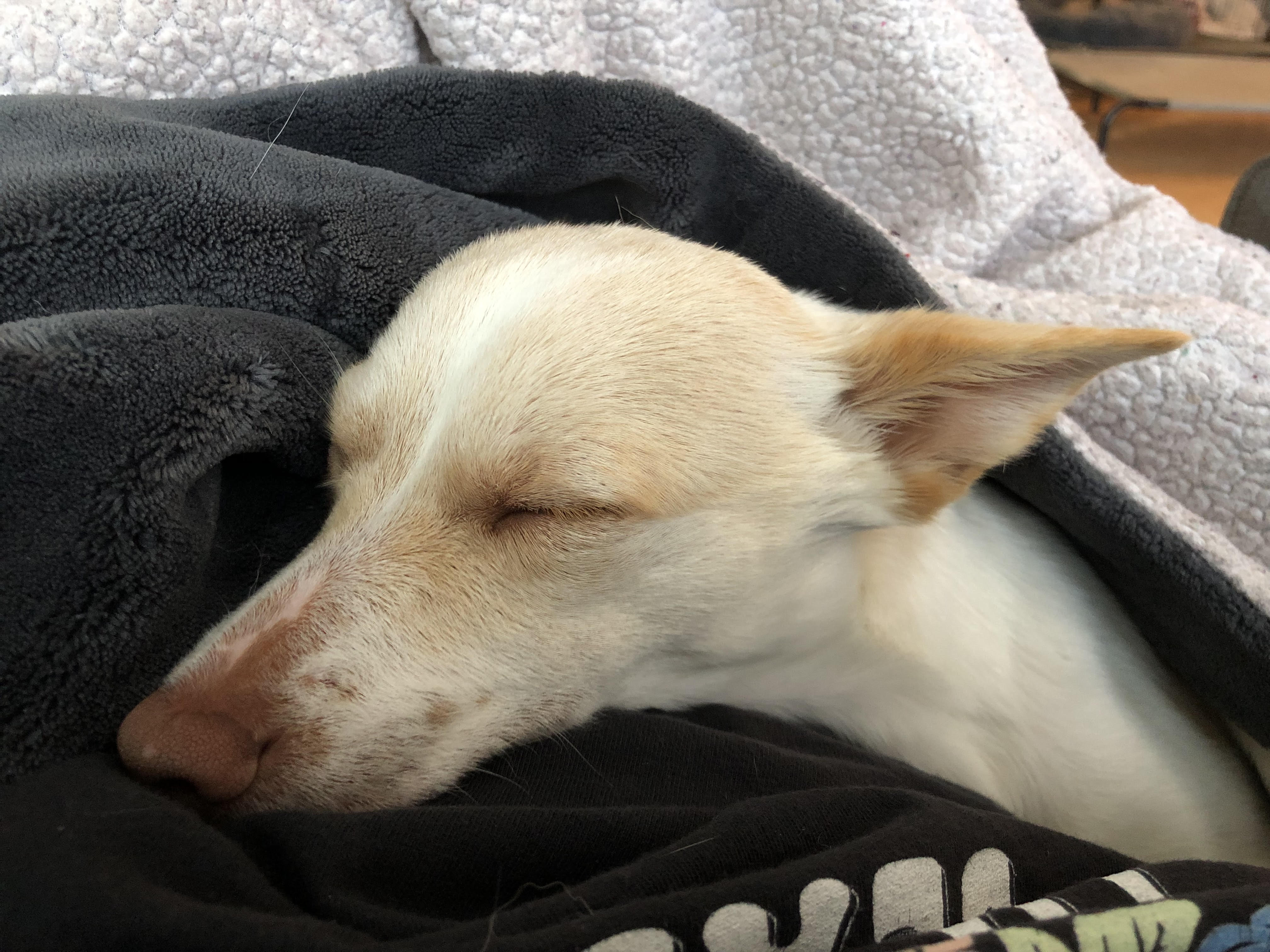 Tippie, a Adopted Chihuahua in Bellingham, WA image 5/5