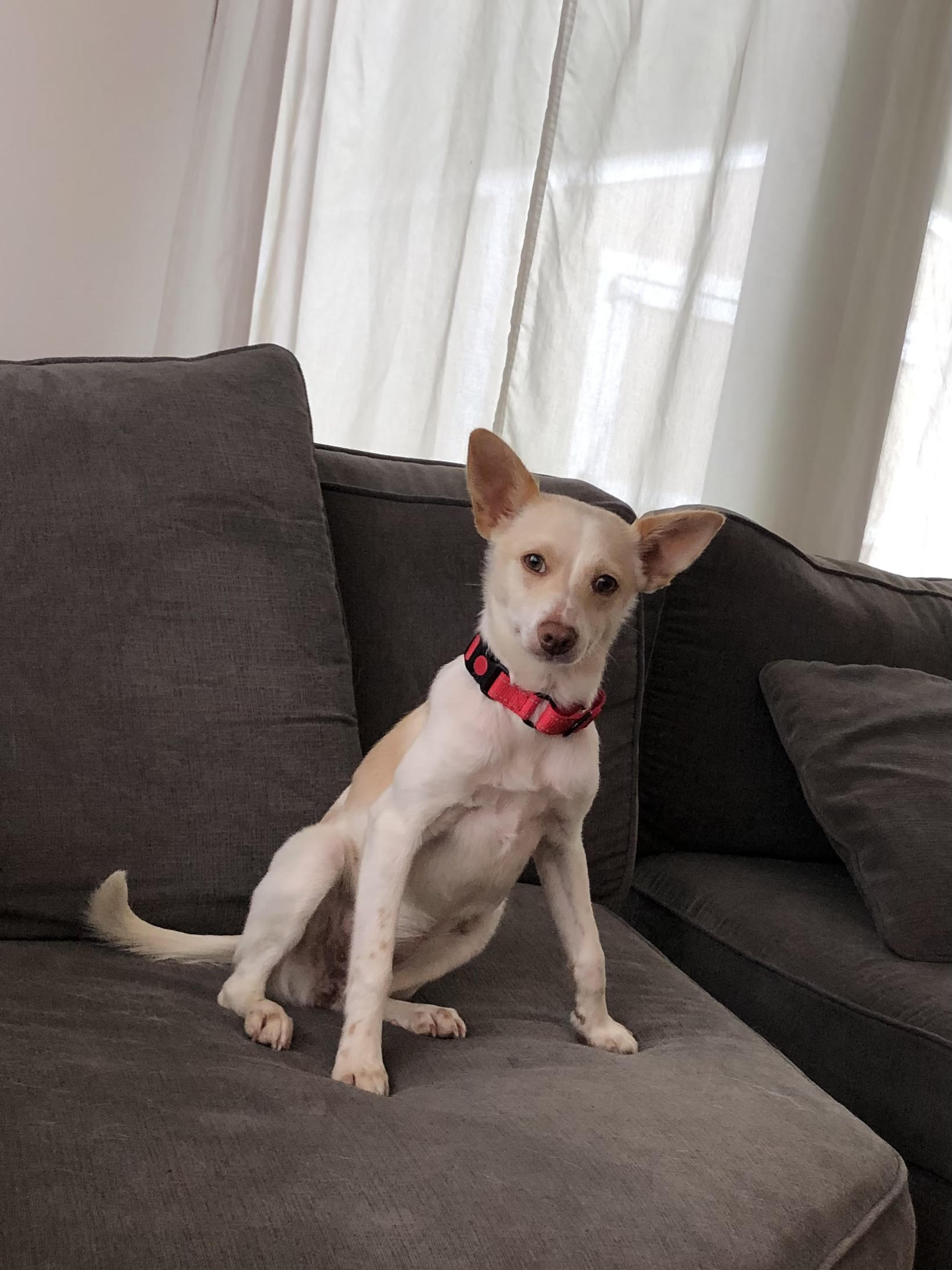 Tippie, a Adopted Chihuahua in Bellingham, WA image 4/5