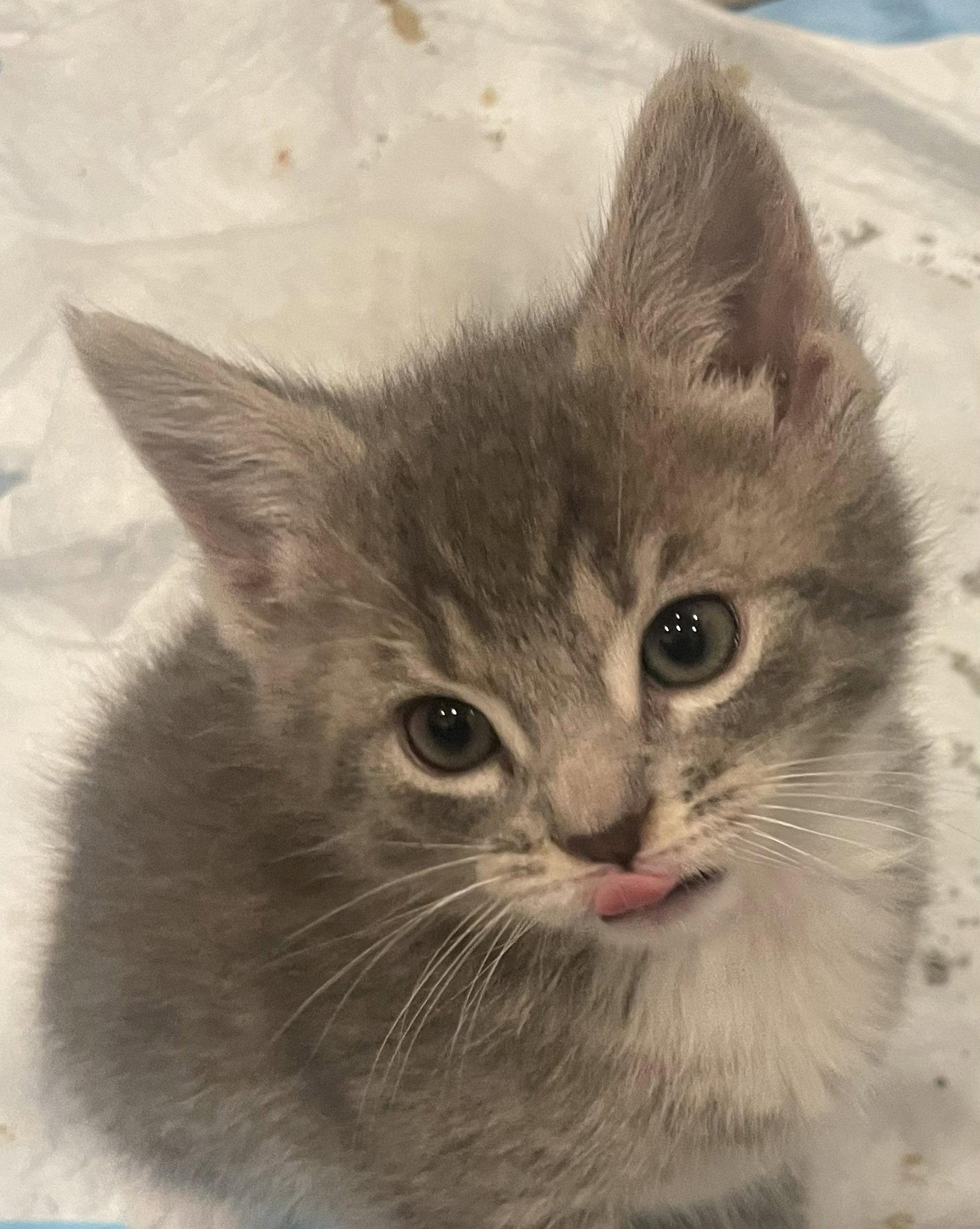 Enlarge Elliott, a Adopted Domestic Short Hair in Decatur, GA image 2/3